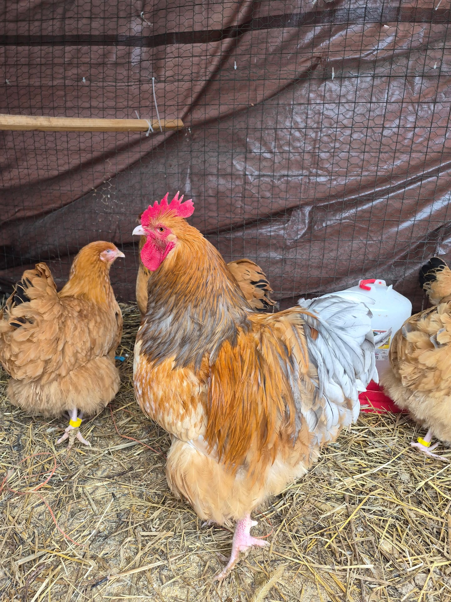 Blue Buff Columbian Orpington Hatching Eggs