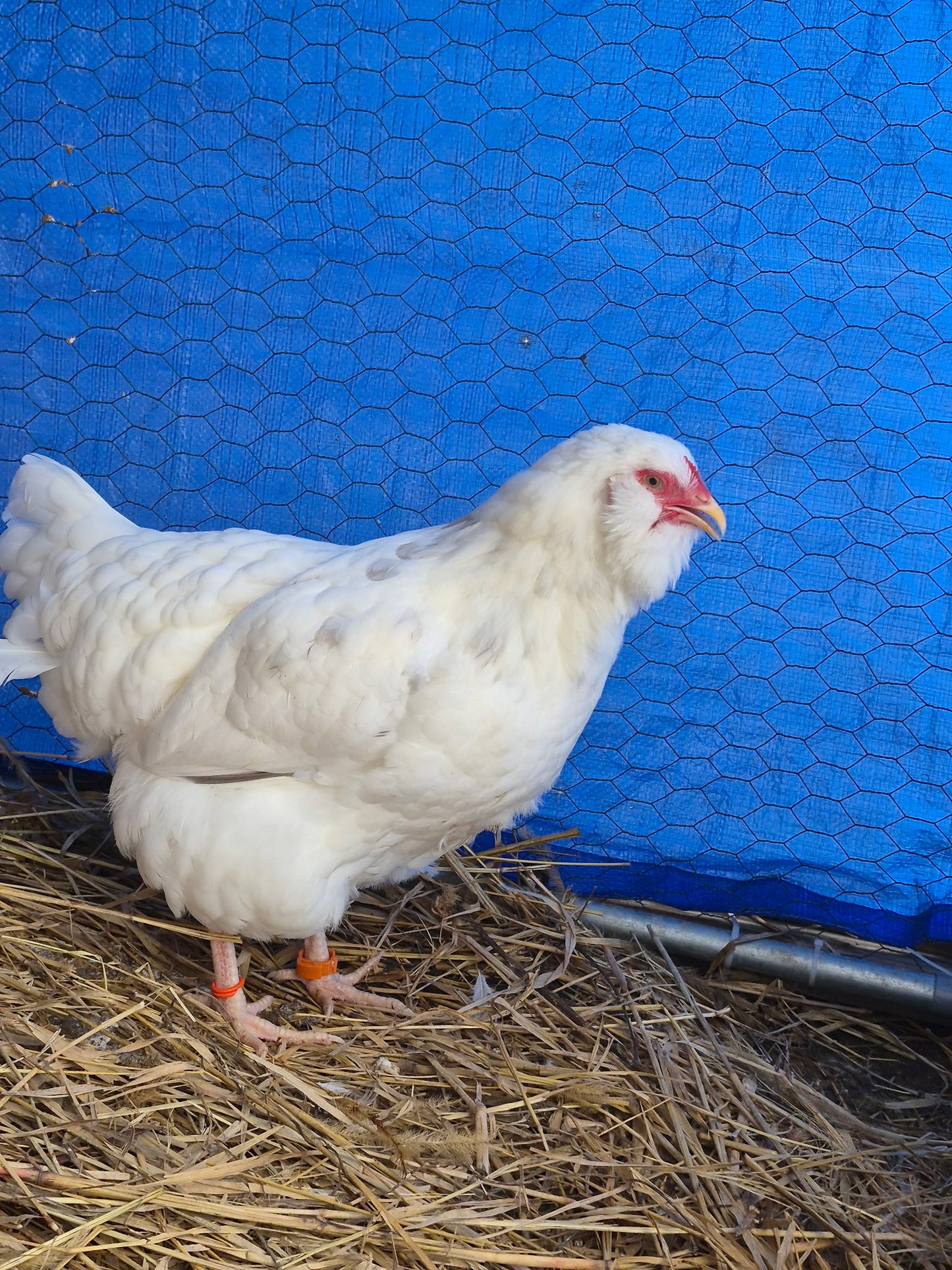 Ermine Ameraucana Hatching Eggs