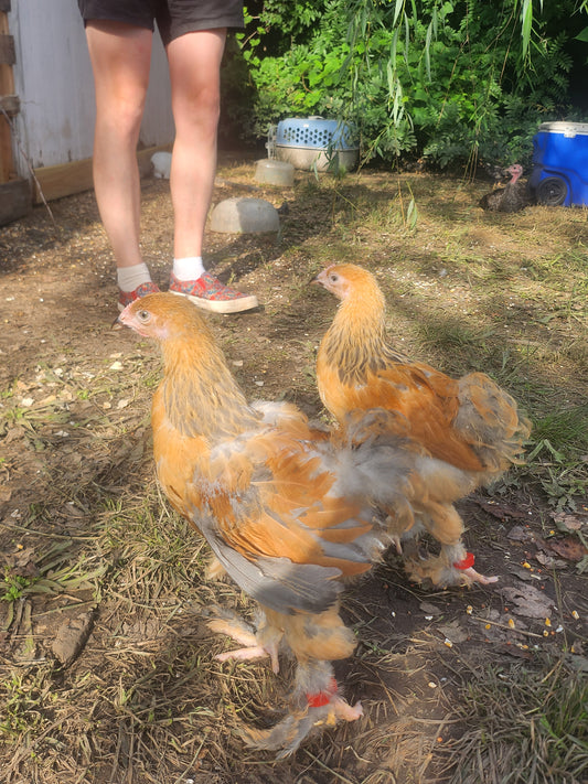 Blue Buff Columbian Orpington Hatching Eggs