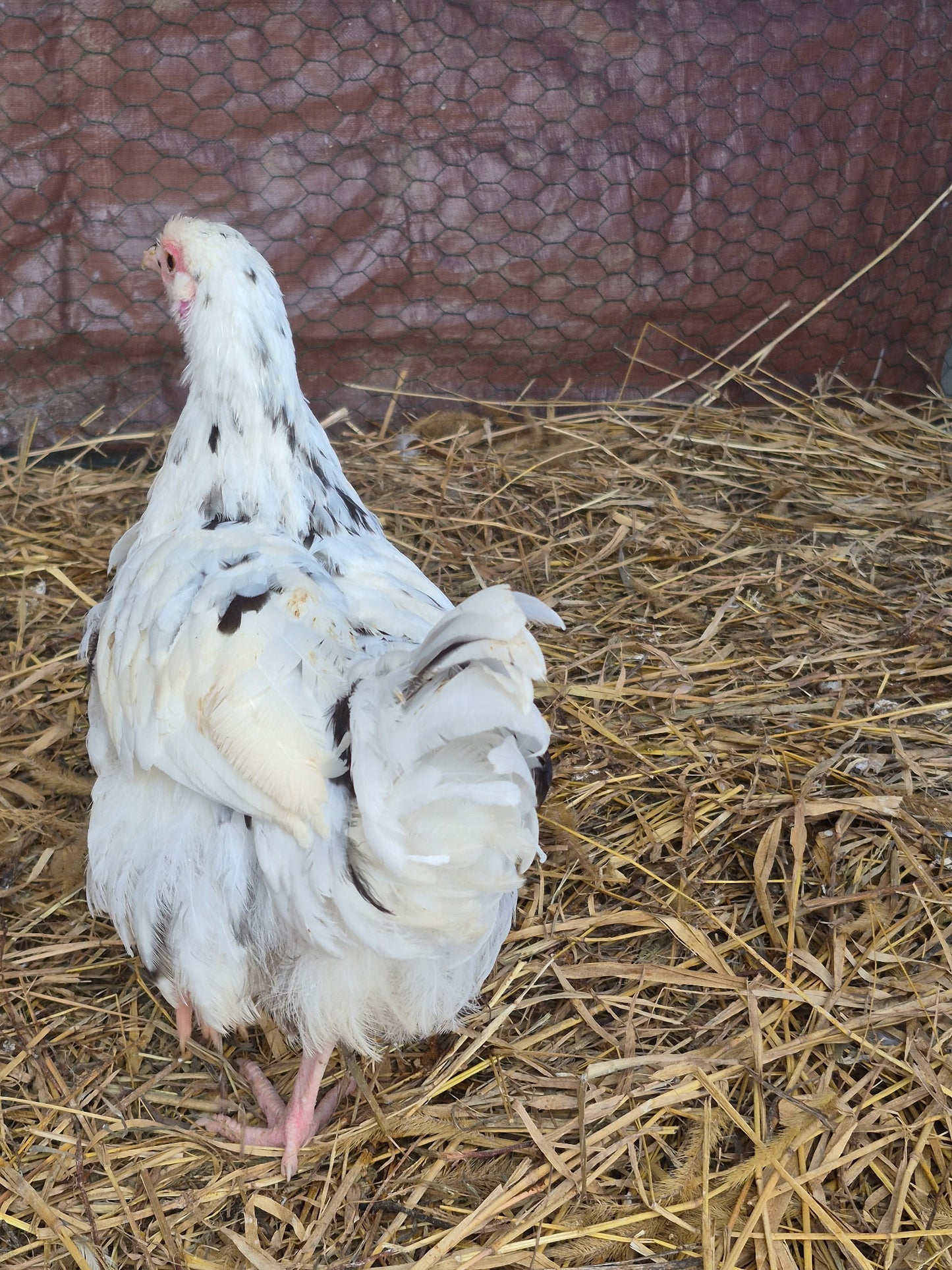 Ermine Ameraucana Hatching Eggs