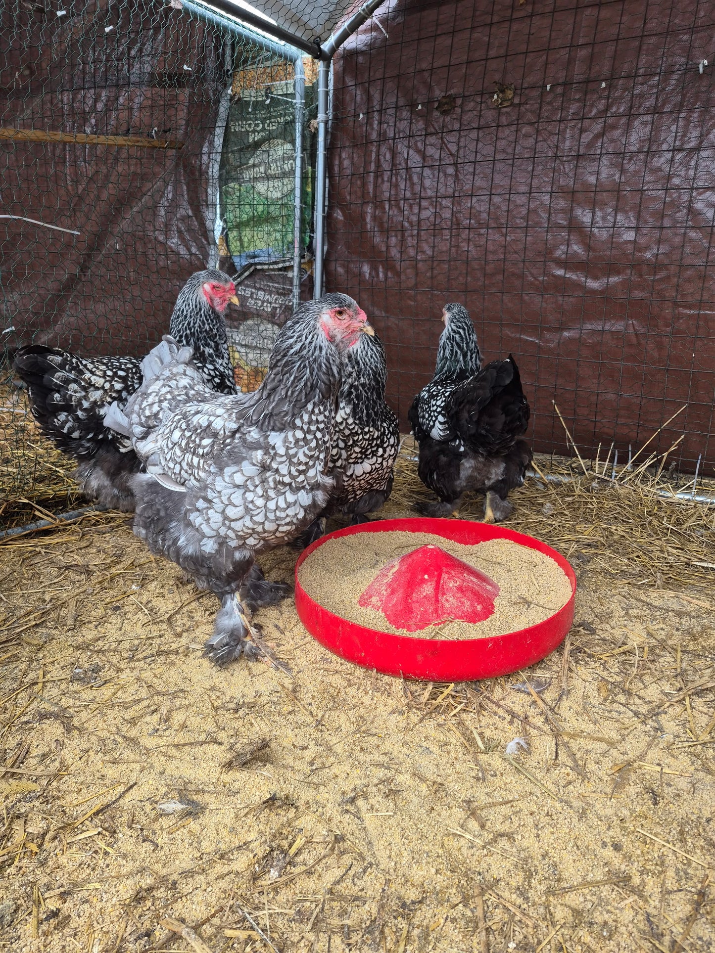 Barnyard Mix Hatching Eggs