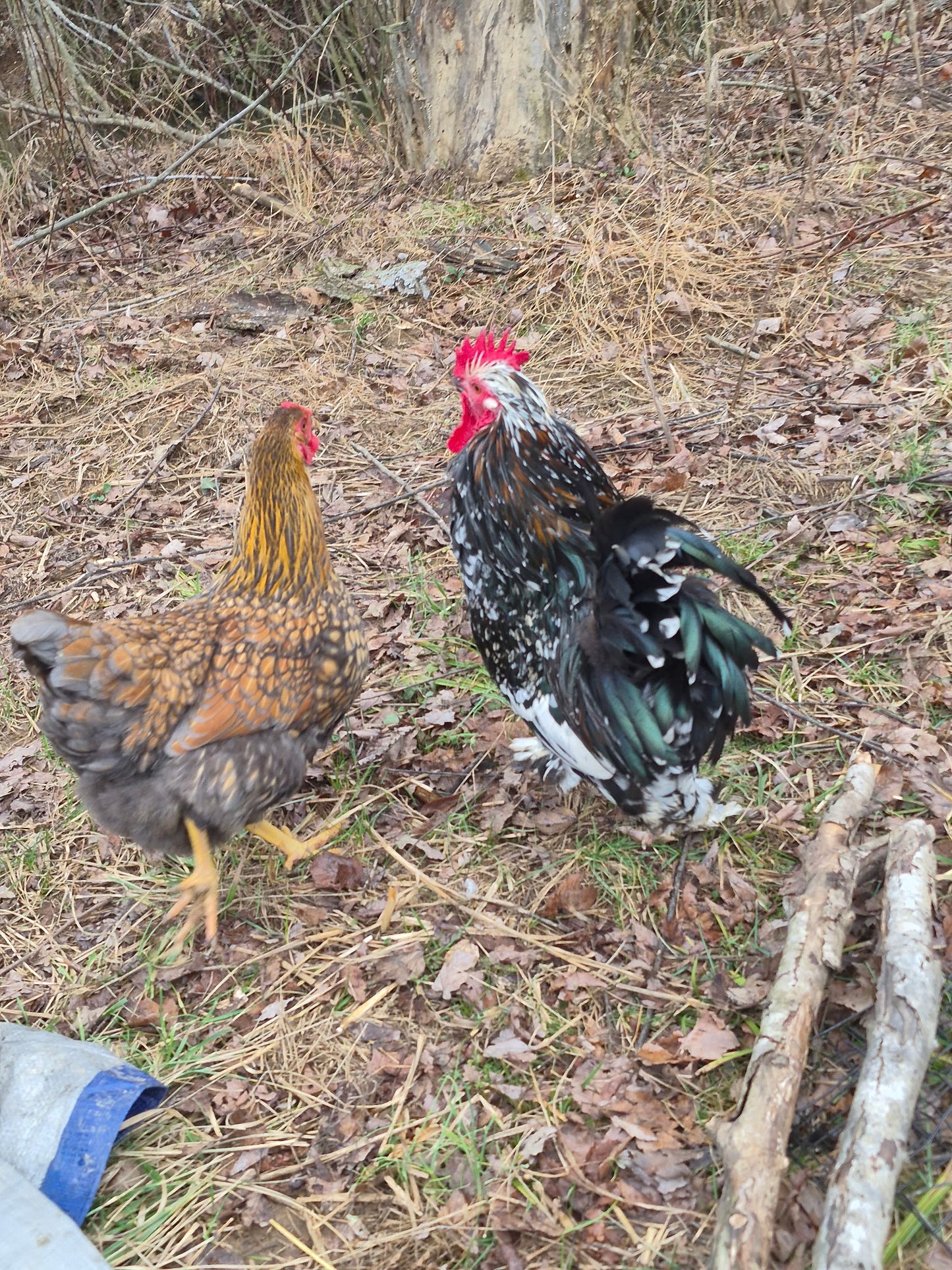 Barnyard Mix Hatching Eggs