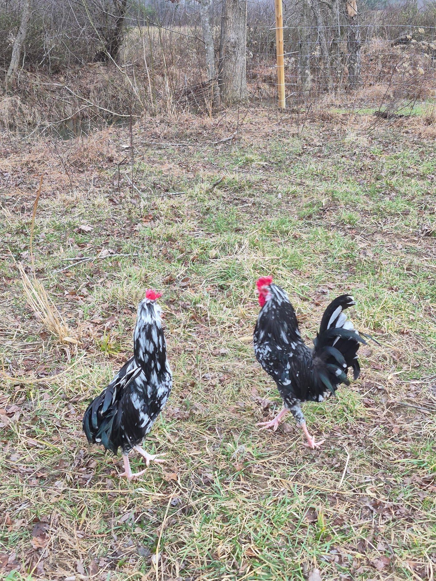 Barnyard Mix Hatching Eggs