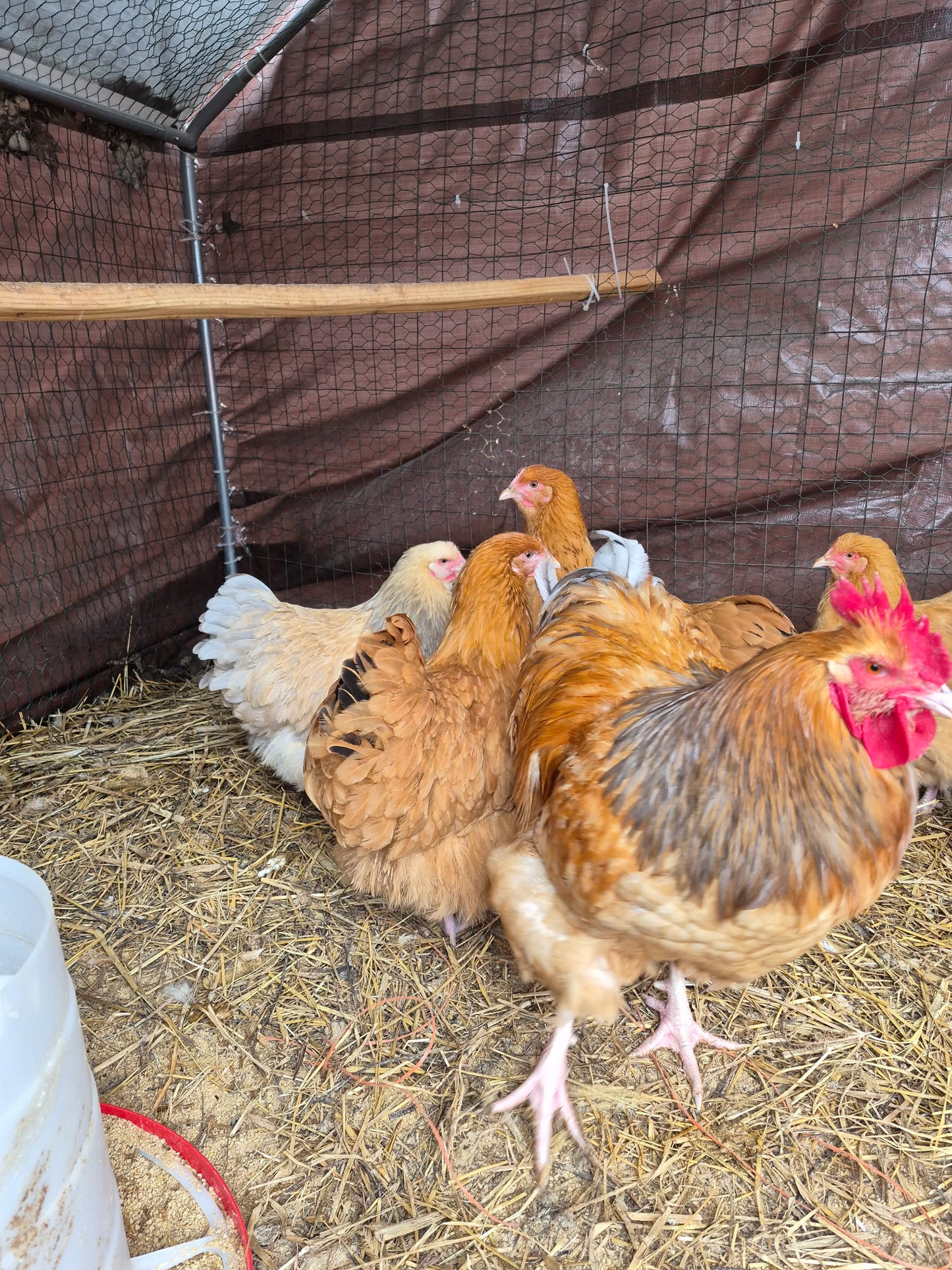 Blue Buff Columbian Orpington Hatching Eggs
