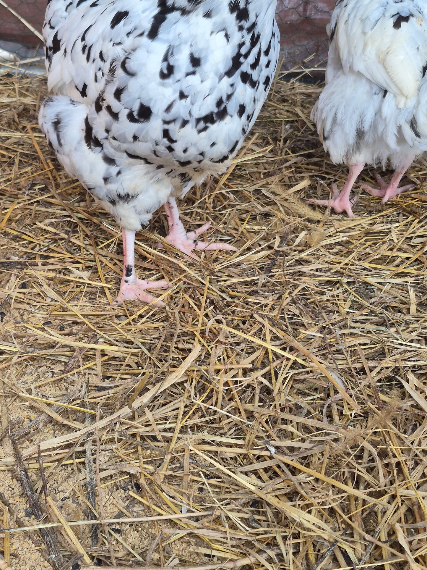 Ermine Ameraucana Hatching Eggs
