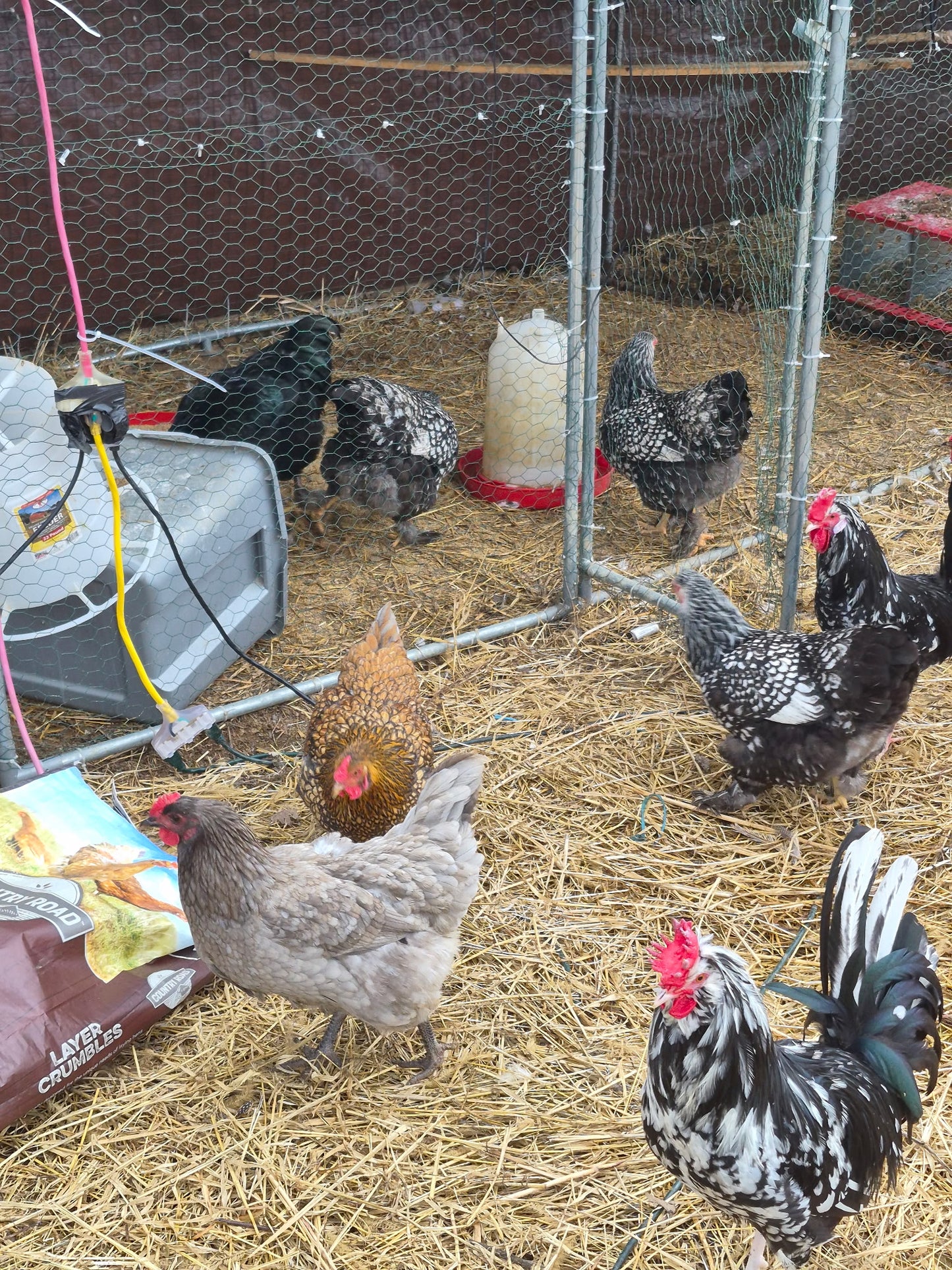 Barnyard Mix Hatching Eggs