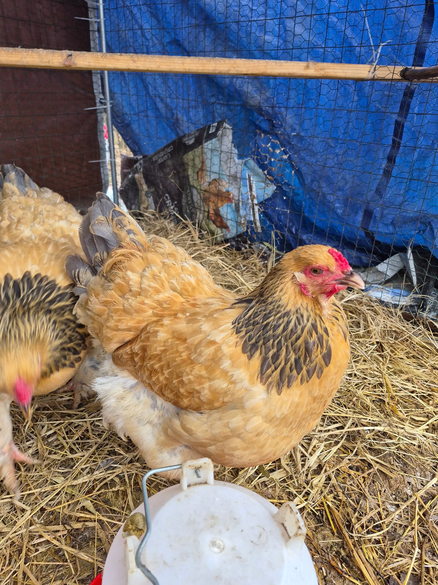 Blue Buff Columbian Brahama Hatching Eggs