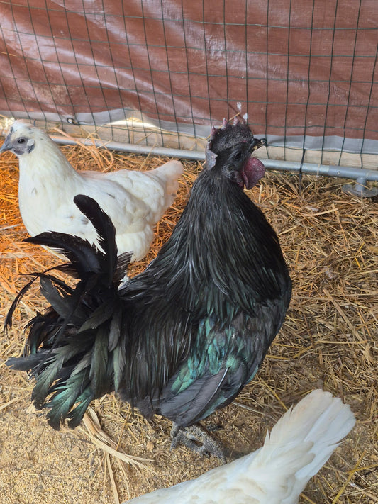 Zombie Chicken Hatching Eggs