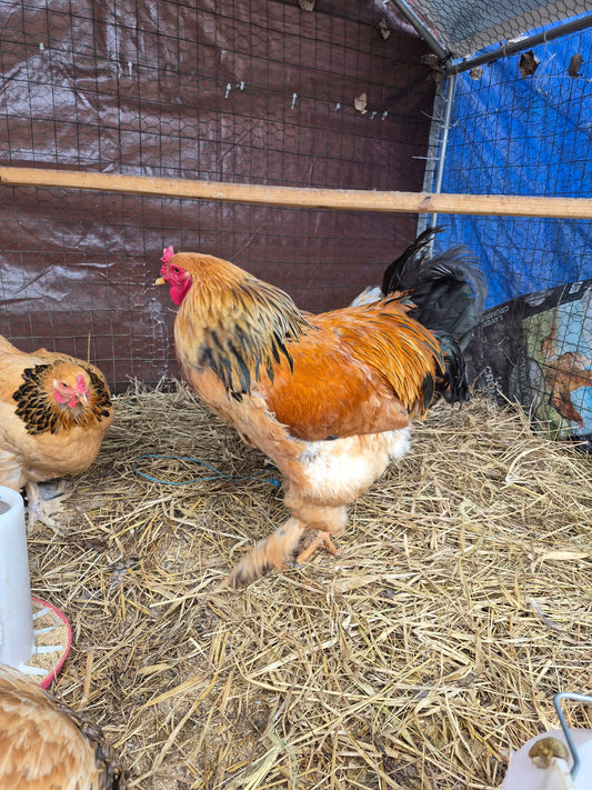 Blue Buff Columbian Brahama Hatching Eggs
