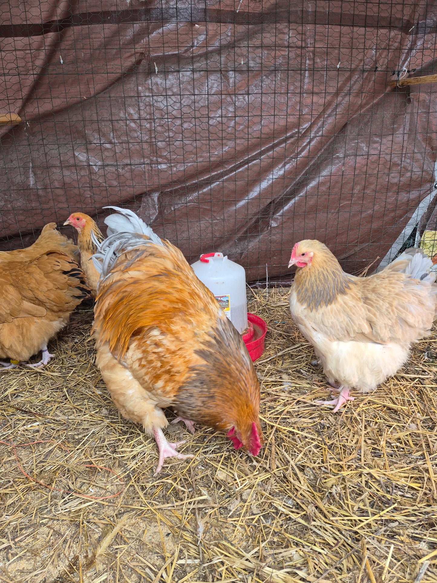 Blue Buff Columbian Orpington Hatching Eggs