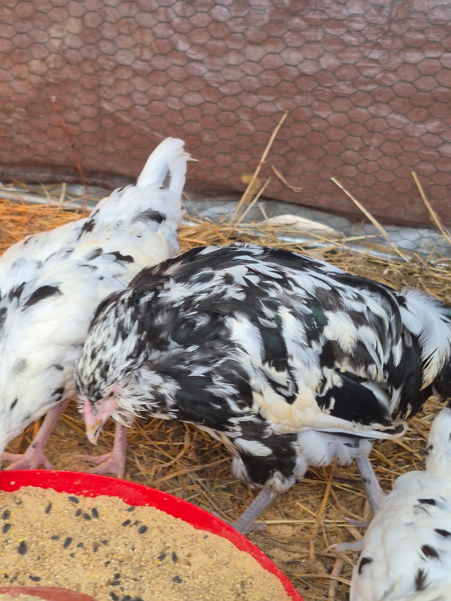 Ermine Ameraucana Hatching Eggs