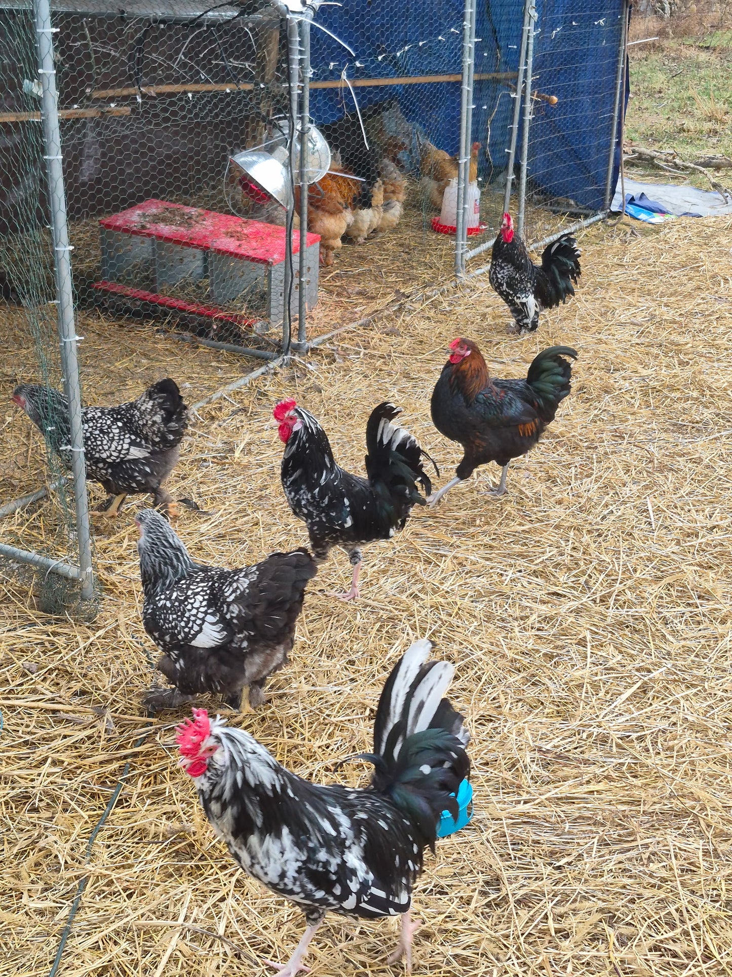 Barnyard Mix Hatching Eggs