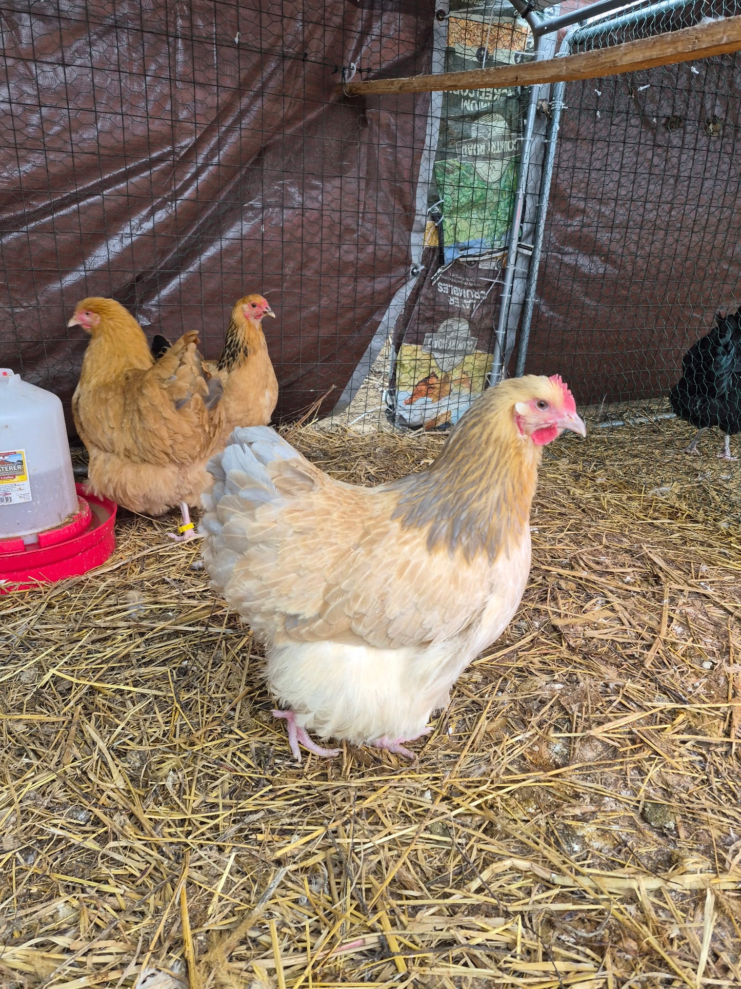 Blue Buff Columbian Orpington Hatching Eggs