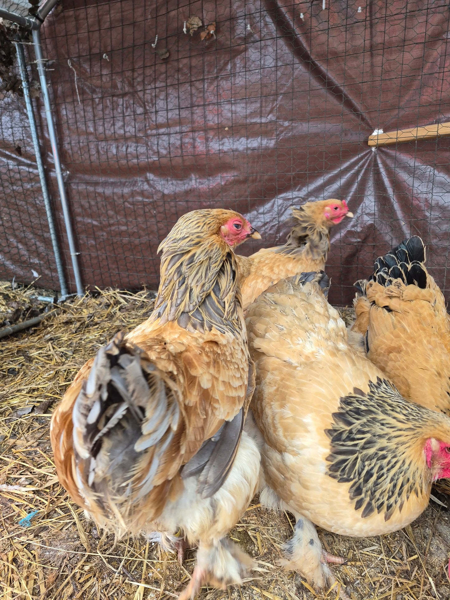 Blue Buff Columbian Brahama Hatching Eggs