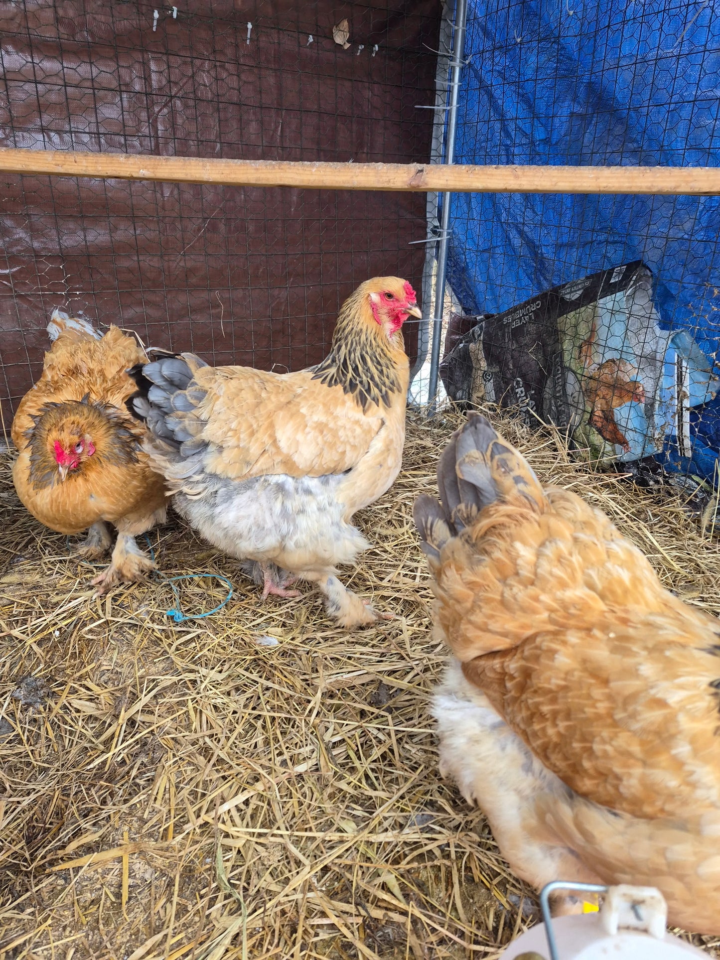 Blue Buff Columbian Brahama Hatching Eggs